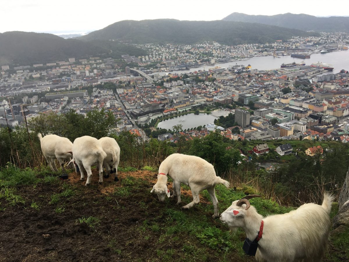 Nydelig utsikt over Bergen